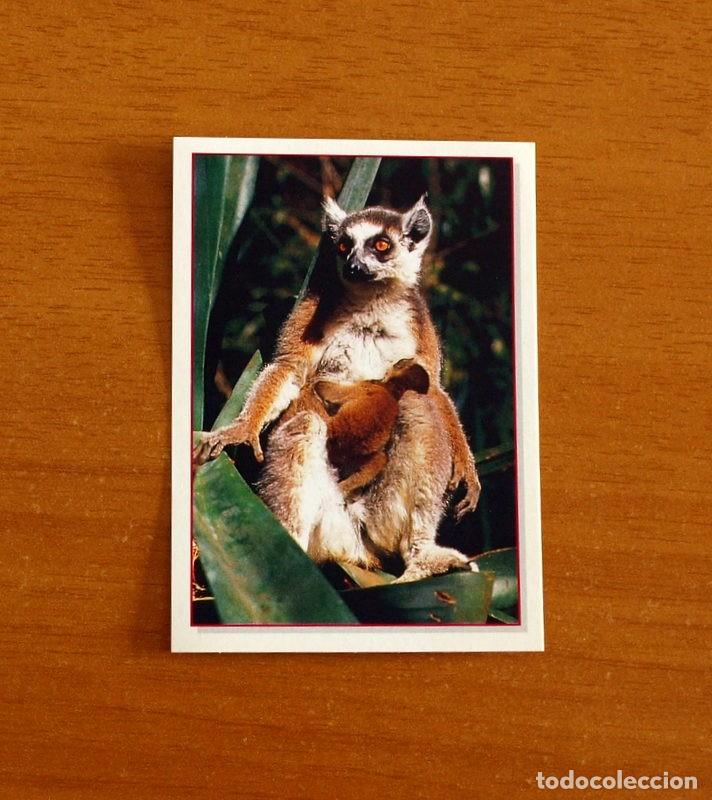 Coleccionismo Cromos antiguos: Cachorros - Baby Animals - N&ordm; 33 - Editorial Panini A&ntilde;o 1997 - Cromo Adhesivo Nunca Pegado