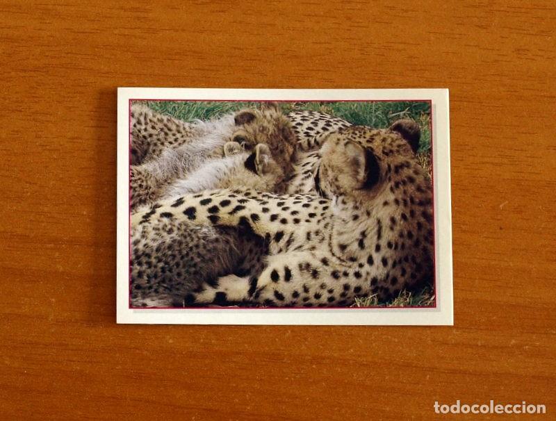 Coleccionismo Cromos antiguos: Cachorros - Baby Animals - N&ordm; 34 - Editorial Panini A&ntilde;o 1997 - Cromo Adhesivo Nunca Pegado