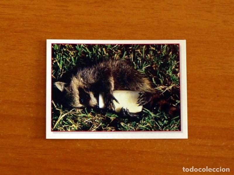 Coleccionismo Cromos antiguos: Cachorros - Baby Animals - N&ordm; 36 - Editorial Panini A&ntilde;o 1997 - Cromo Adhesivo Nunca Pegado