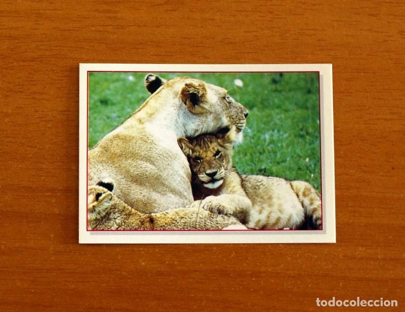 Coleccionismo Cromos antiguos: Cachorros - Baby Animals - N&ordm; 37 - Editorial Panini A&ntilde;o 1997 - Cromo Adhesivo Nunca Pegado