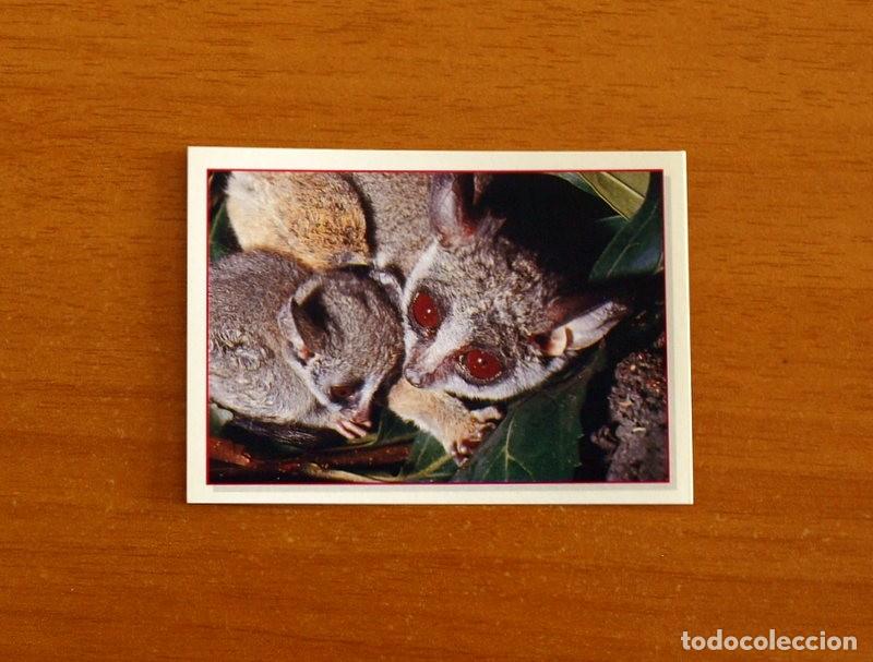 Coleccionismo Cromos antiguos: Cachorros - Baby Animals - N&ordm; 41 - Editorial Panini A&ntilde;o 1997 - Cromo Adhesivo Nunca Pegado