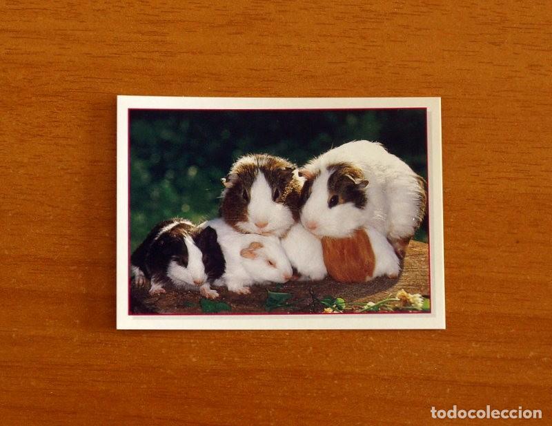 Coleccionismo Cromos antiguos: Cachorros - Baby Animals - N&ordm; 42 - Editorial Panini A&ntilde;o 1997 - Cromo Adhesivo Nunca Pegado