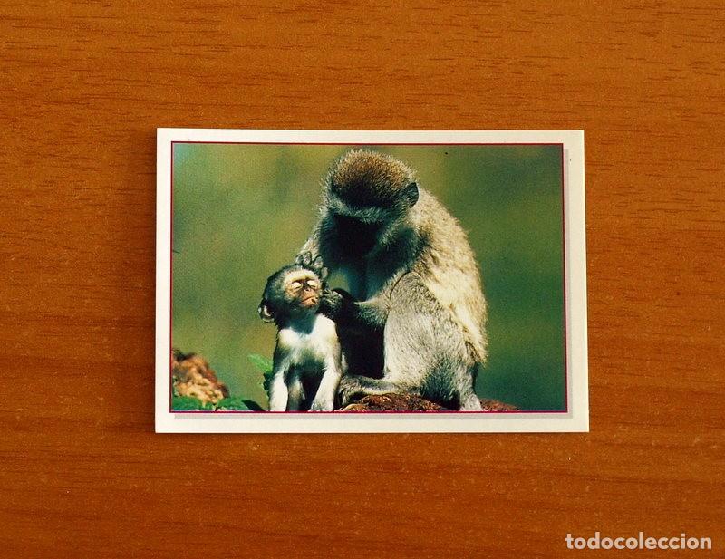 Coleccionismo Cromos antiguos: Cachorros - Baby Animals - N&ordm; 44 - Editorial Panini A&ntilde;o 1997 - Cromo Adhesivo Nunca Pegado