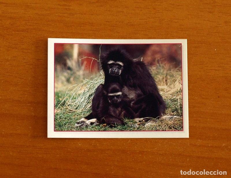Coleccionismo Cromos antiguos: Cachorros - Baby Animals - N&ordm; 46 - Editorial Panini A&ntilde;o 1997 - Cromo Adhesivo Nunca Pegado