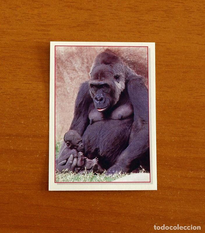 Coleccionismo Cromos antiguos: Cachorros - Baby Animals - N&ordm; 47 - Editorial Panini A&ntilde;o 1997 - Cromo Adhesivo Nunca Pegado