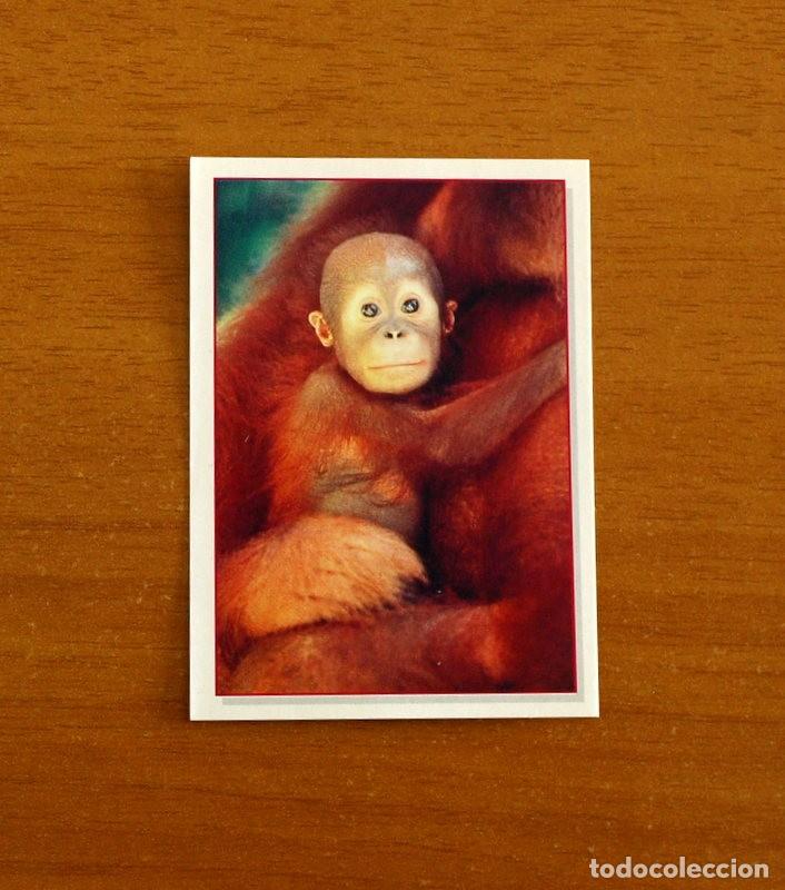 Coleccionismo Cromos antiguos: Cachorros - Baby Animals - N&ordm; 48 - Editorial Panini A&ntilde;o 1997 - Cromo Adhesivo Nunca Pegado