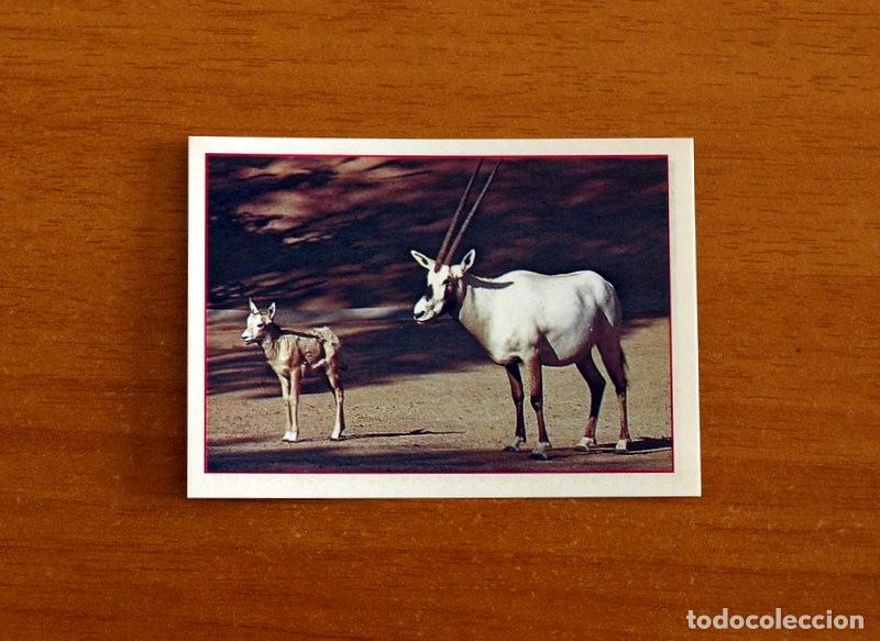 Coleccionismo Cromos antiguos: Cachorros - Baby Animals - N&ordm; 49 - Editorial Panini A&ntilde;o 1997 - Cromo Adhesivo Nunca Pegado