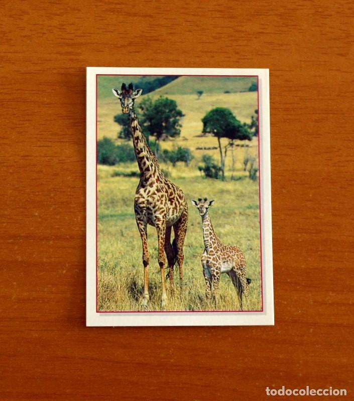 Coleccionismo Cromos antiguos: Cachorros - Baby Animals - N&ordm; 51 - Editorial Panini A&ntilde;o 1997 - Cromo Adhesivo Nunca Pegado