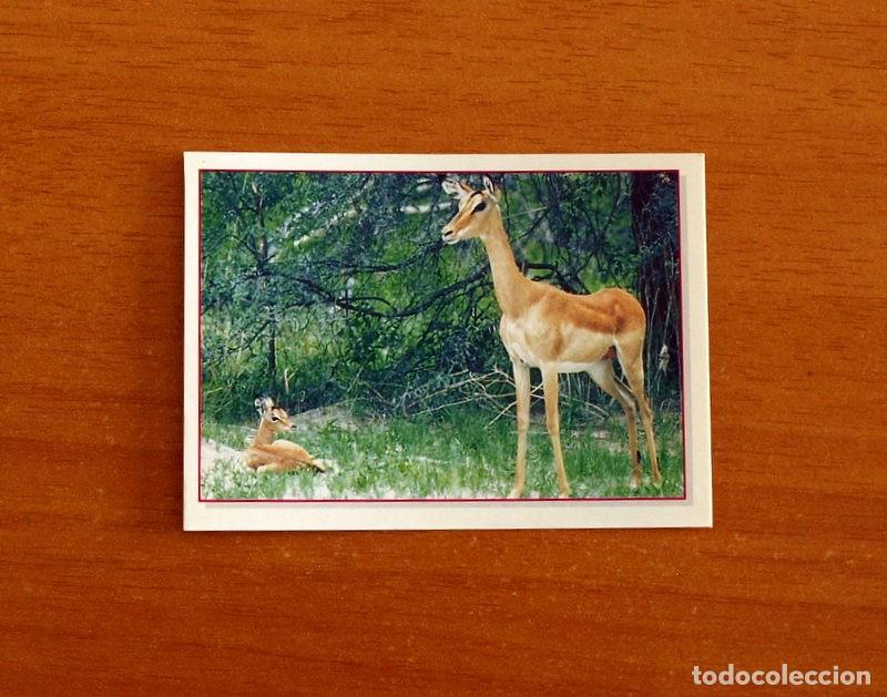 Coleccionismo Cromos antiguos: Cachorros - Baby Animals - N&ordm; 52 - Editorial Panini A&ntilde;o 1997 - Cromo Adhesivo Nunca Pegado