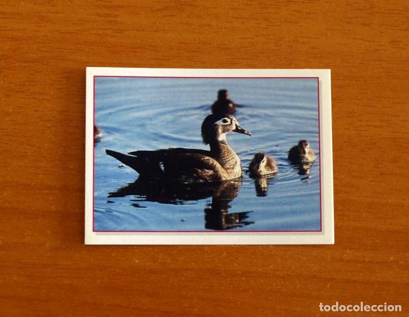 Coleccionismo Cromos antiguos: Cachorros - Baby Animals - N&ordm; 57 - Editorial Panini A&ntilde;o 1997 - Cromo Adhesivo Nunca Pegado