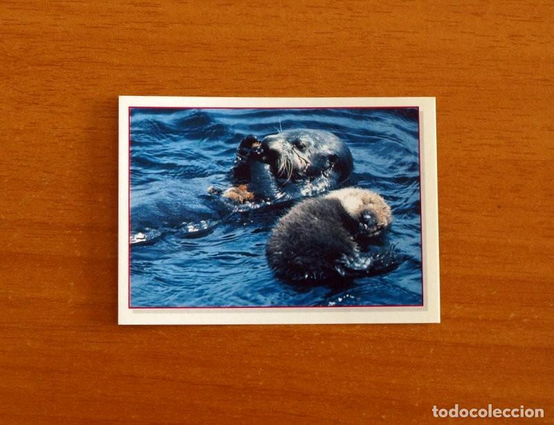 Coleccionismo Cromos antiguos: Cachorros - Baby Animals - N&ordm; 58 - Editorial Panini A&ntilde;o 1997 - Cromo Adhesivo Nunca Pegado