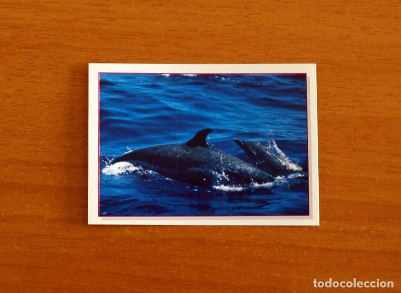 Coleccionismo Cromos antiguos: Cachorros - Baby Animals - N&ordm; 59 - Editorial Panini A&ntilde;o 1997 - Cromo Adhesivo Nunca Pegado