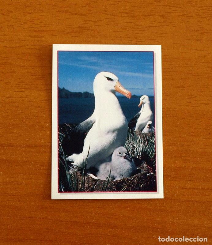 Coleccionismo Cromos antiguos: Cachorros - Baby Animals - N&ordm; 61 - Editorial Panini A&ntilde;o 1997 - Cromo Adhesivo Nunca Pegado