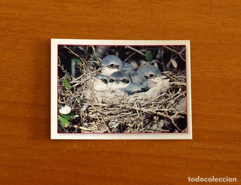 Coleccionismo Cromos antiguos: Cachorros - Baby Animals - N&ordm; 63 - Editorial Panini A&ntilde;o 1997 - Cromo Adhesivo Nunca Pegado