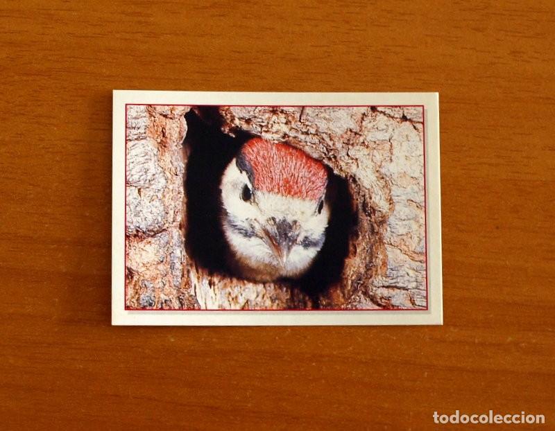 Coleccionismo Cromos antiguos: Cachorros - Baby Animals - N&ordm; 64 - Editorial Panini A&ntilde;o 1997 - Cromo Adhesivo Nunca Pegado