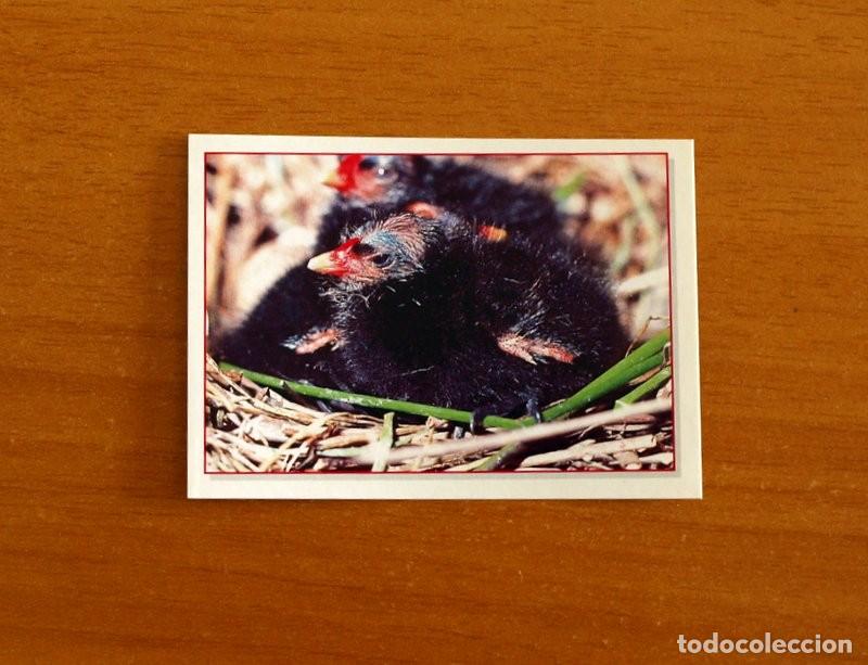 Coleccionismo Cromos antiguos: Cachorros - Baby Animals - N&ordm; 65 - Editorial Panini A&ntilde;o 1997 - Cromo Adhesivo Nunca Pegado