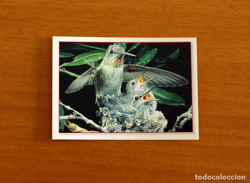Coleccionismo Cromos antiguos: Cachorros - Baby Animals - N&ordm; 66 - Editorial Panini A&ntilde;o 1997 - Cromo Adhesivo Nunca Pegado