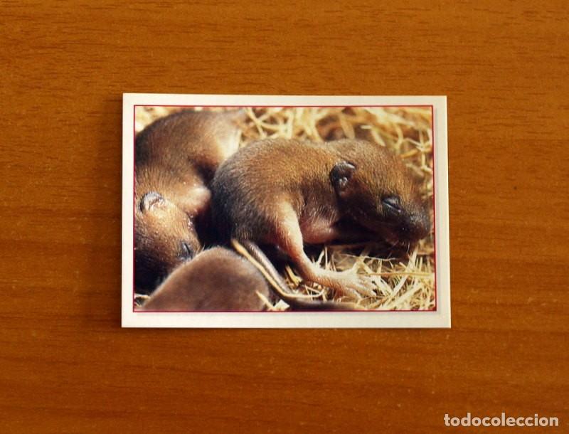Coleccionismo Cromos antiguos: Cachorros - Baby Animals - N&ordm; 67 - Editorial Panini A&ntilde;o 1997 - Cromo Adhesivo Nunca Pegado