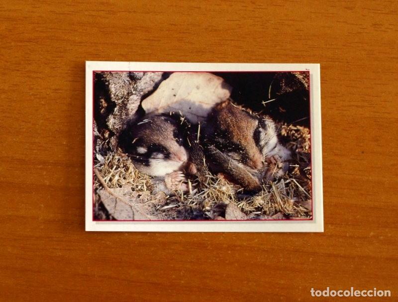 Coleccionismo Cromos antiguos: Cachorros - Baby Animals - N&ordm; 68 - Editorial Panini A&ntilde;o 1997 - Cromo Adhesivo Nunca Pegado
