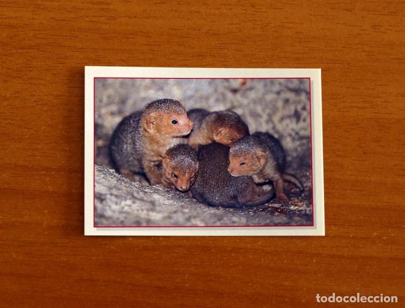 Coleccionismo Cromos antiguos: Cachorros - Baby Animals - N&ordm; 70 - Editorial Panini A&ntilde;o 1997 - Cromo Adhesivo Nunca Pegado
