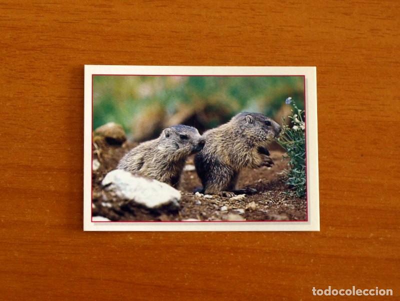 Coleccionismo Cromos antiguos: Cachorros - Baby Animals - N&ordm; 71 - Editorial Panini A&ntilde;o 1997 - Cromo Adhesivo Nunca Pegado