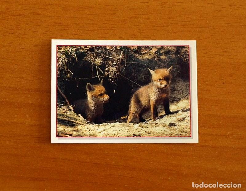Coleccionismo Cromos antiguos: Cachorros - Baby Animals - N&ordm; 72 - Editorial Panini A&ntilde;o 1997 - Cromo Adhesivo Nunca Pegado