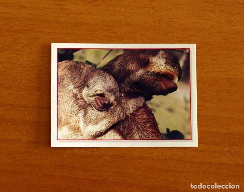 Coleccionismo Cromos antiguos: Cachorros - Baby Animals - N&ordm; 73 - Editorial Panini A&ntilde;o 1997 - Cromo Adhesivo Nunca Pegado