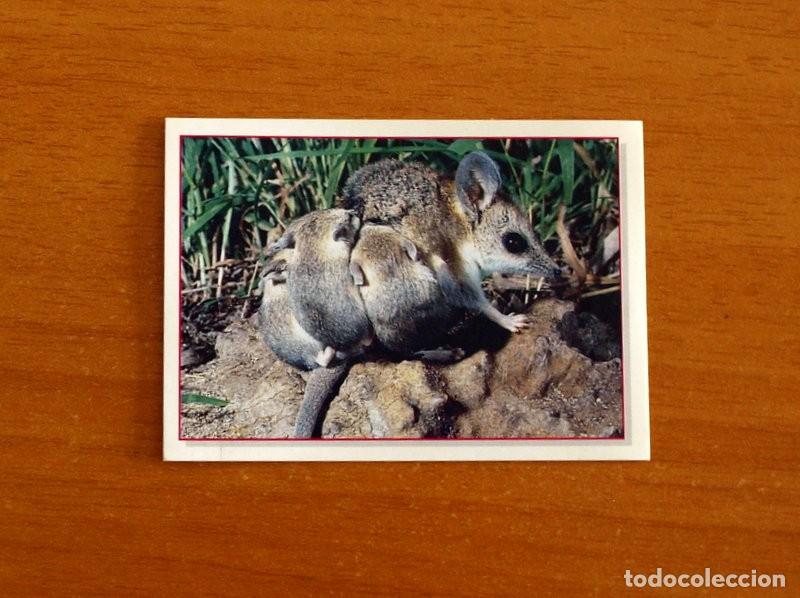 Coleccionismo Cromos antiguos: Cachorros - Baby Animals - N&ordm; 74 - Editorial Panini A&ntilde;o 1997 - Cromo Adhesivo Nunca Pegado