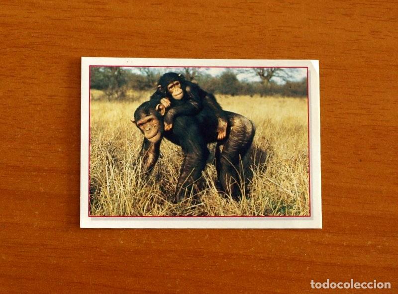 Coleccionismo Cromos antiguos: Cachorros - Baby Animals - N&ordm; 75 - Editorial Panini A&ntilde;o 1997 - Cromo Adhesivo Nunca Pegado