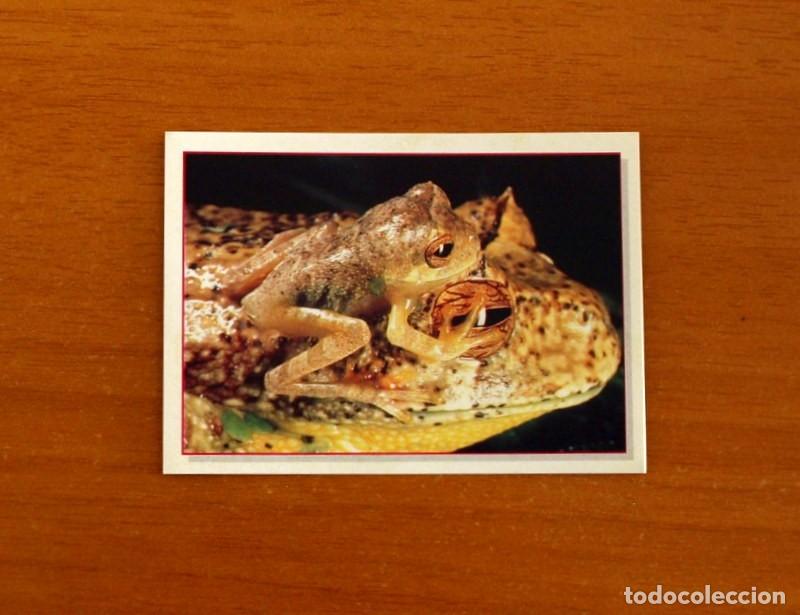Coleccionismo Cromos antiguos: Cachorros - Baby Animals - N&ordm; 76 - Editorial Panini A&ntilde;o 1997 - Cromo Adhesivo Nunca Pegado