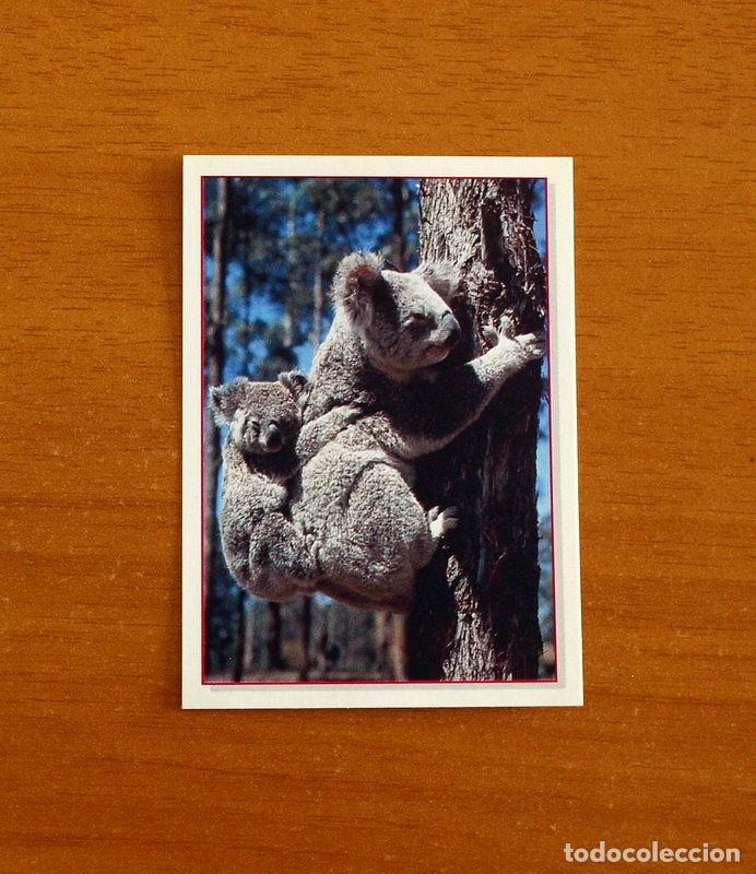Coleccionismo Cromos antiguos: Cachorros - Baby Animals - N&ordm; 77 - Editorial Panini A&ntilde;o 1997 - Cromo Adhesivo Nunca Pegado