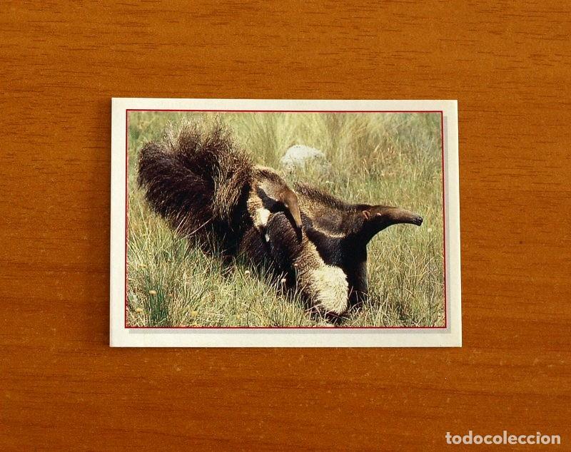 Coleccionismo Cromos antiguos: Cachorros - Baby Animals - N&ordm; 78 - Editorial Panini A&ntilde;o 1997 - Cromo Adhesivo Nunca Pegado