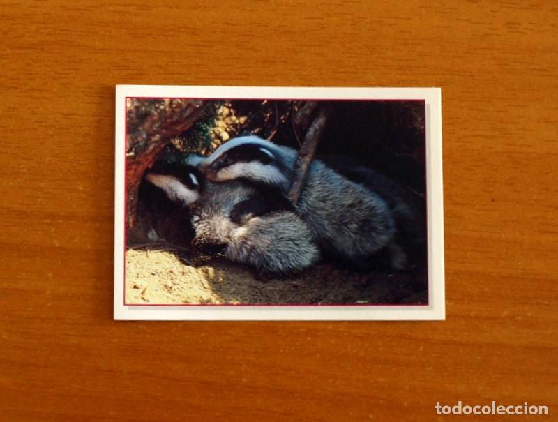 Coleccionismo Cromos antiguos: Cachorros - Baby Animals - N&ordm; 80 - Editorial Panini A&ntilde;o 1997 - Cromo Adhesivo Nunca Pegado