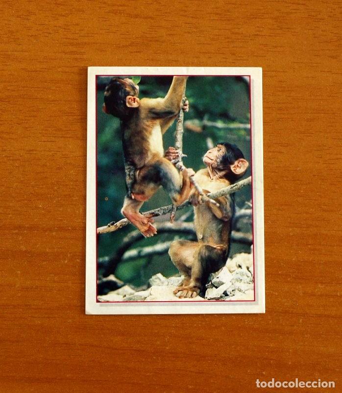 Coleccionismo Cromos antiguos: Cachorros - Baby Animals - N&ordm; 83 - Editorial Panini A&ntilde;o 1997 - Cromo Adhesivo Nunca Pegado
