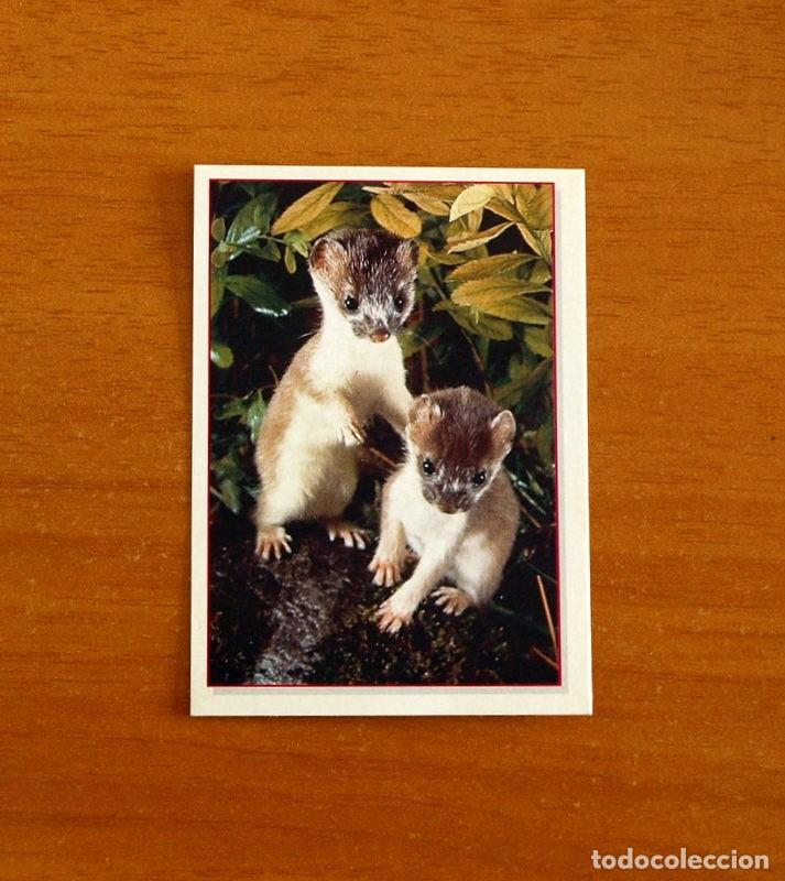 Coleccionismo Cromos antiguos: Cachorros - Baby Animals - N&ordm; 84 - Editorial Panini A&ntilde;o 1997 - Cromo Adhesivo Nunca Pegado