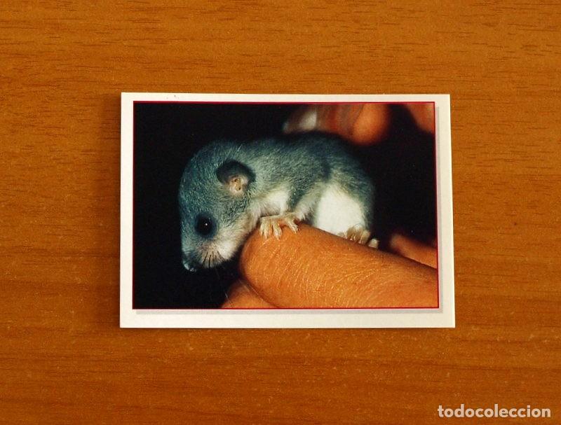 Coleccionismo Cromos antiguos: Cachorros - Baby Animals - N&ordm; 86 - Editorial Panini A&ntilde;o 1997 - Cromo Adhesivo Nunca Pegado