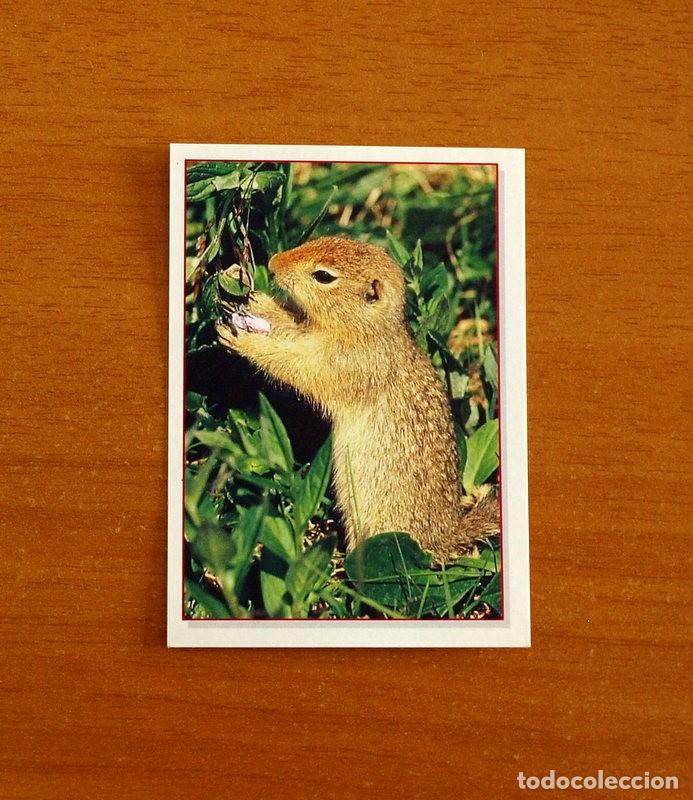 Coleccionismo Cromos antiguos: Cachorros - Baby Animals - N&ordm; 89 - Editorial Panini A&ntilde;o 1997 - Cromo Adhesivo Nunca Pegado