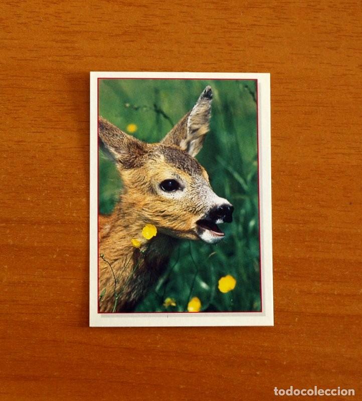 Coleccionismo Cromos antiguos: Cachorros - Baby Animals - N&ordm; 90 - Editorial Panini A&ntilde;o 1997 - Cromo Adhesivo Nunca Pegado