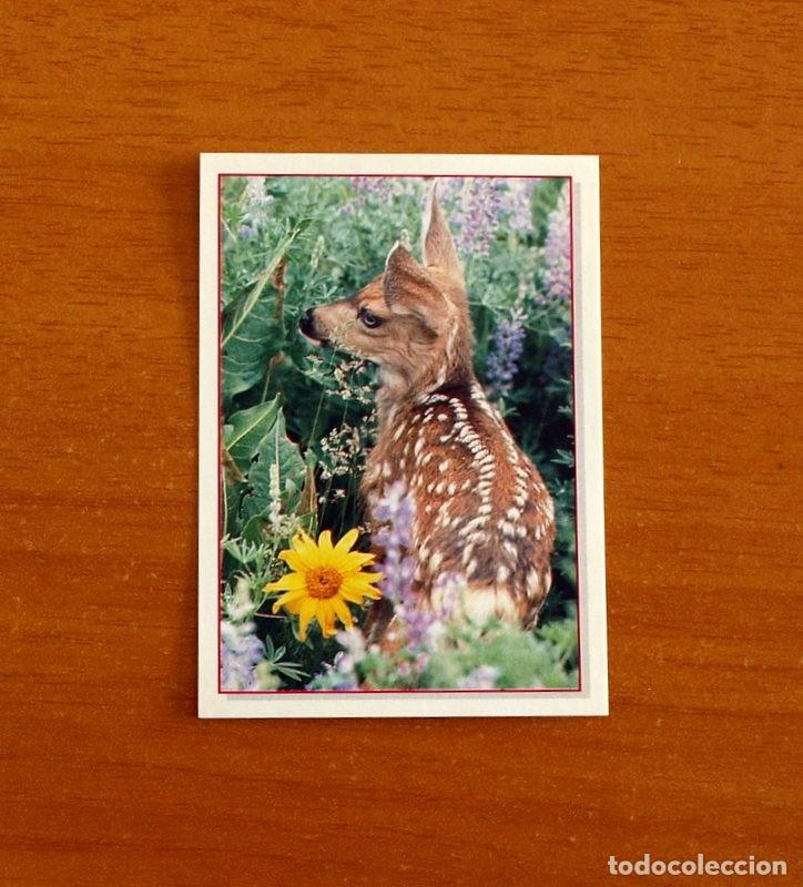 Coleccionismo Cromos antiguos: Cachorros - Baby Animals - N&ordm; 91 - Editorial Panini A&ntilde;o 1997 - Cromo Adhesivo Nunca Pegado