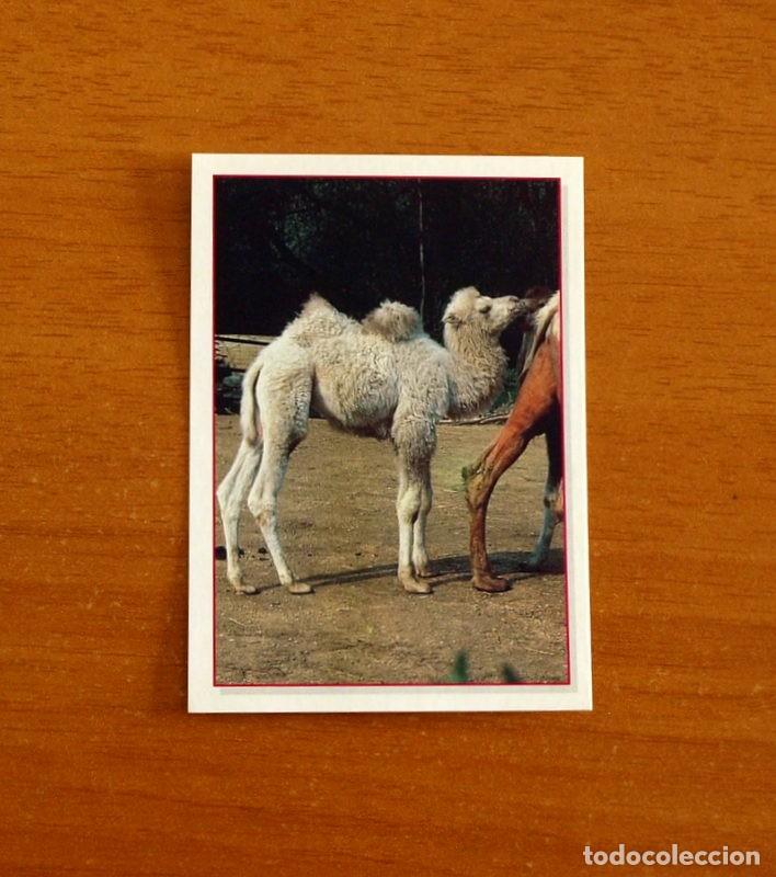 Coleccionismo Cromos antiguos: Cachorros - Baby Animals - N&ordm; 98 - Editorial Panini A&ntilde;o 1997 - Cromo Adhesivo Nunca Pegado