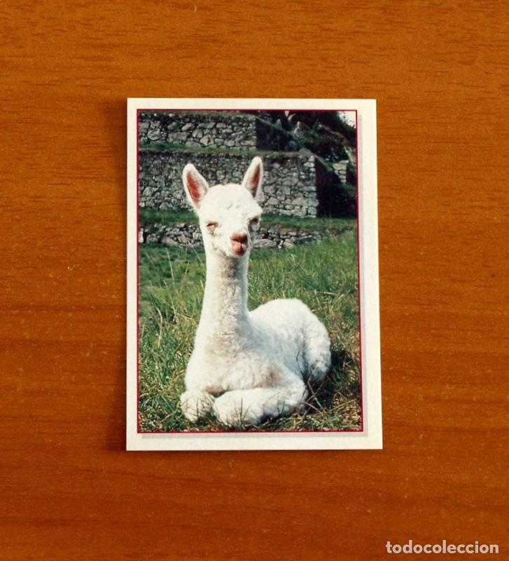 Coleccionismo Cromos antiguos: Cachorros - Baby Animals - N&ordm; 100 - Editorial Panini A&ntilde;o 1997 - Cromo Adhesivo Nunca Pegado