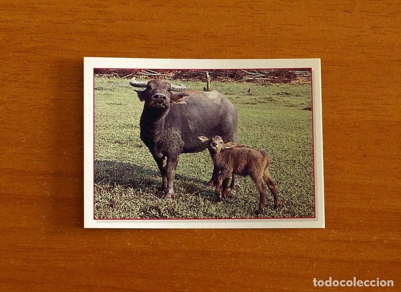 Coleccionismo Cromos antiguos: Cachorros - Baby Animals - N&ordm; 107 - Editorial Panini A&ntilde;o 1997 - Cromo Adhesivo Nunca Pegado