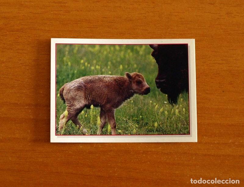 Coleccionismo Cromos antiguos: Cachorros - Baby Animals - N&ordm; 108 - Editorial Panini A&ntilde;o 1997 - Cromo Adhesivo Nunca Pegado