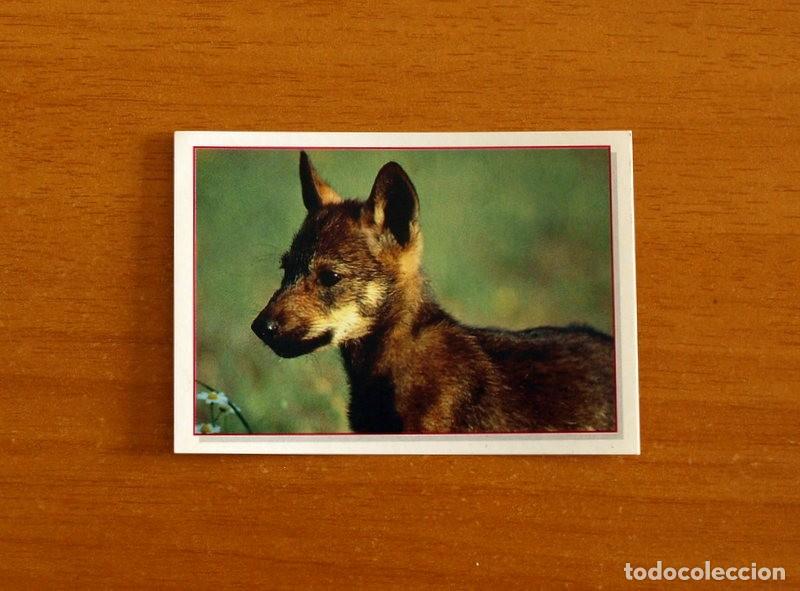 Coleccionismo Cromos antiguos: Cachorros - Baby Animals - N&ordm; 111 - Editorial Panini A&ntilde;o 1997 - Cromo Adhesivo Nunca Pegado