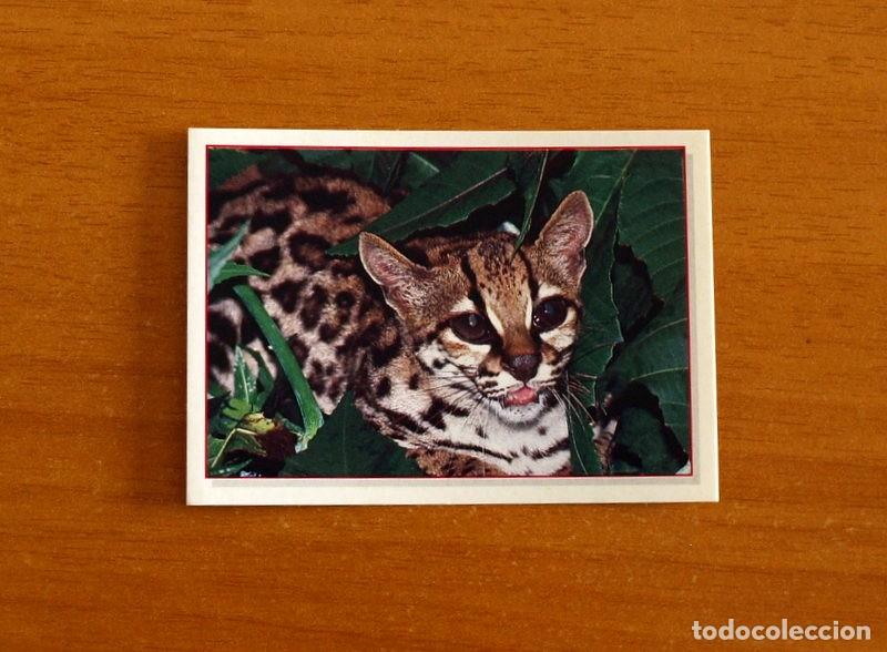 Coleccionismo Cromos antiguos: Cachorros - Baby Animals - N&ordm; 114 - Editorial Panini A&ntilde;o 1997 - Cromo Adhesivo Nunca Pegado