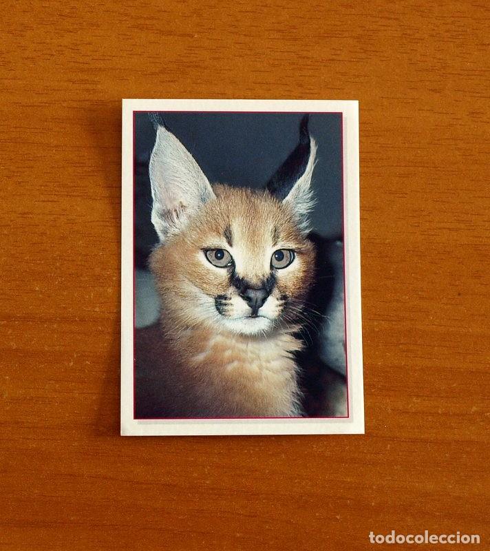 Coleccionismo Cromos antiguos: Cachorros - Baby Animals - N&ordm; 115 - Editorial Panini A&ntilde;o 1997 - Cromo Adhesivo Nunca Pegado