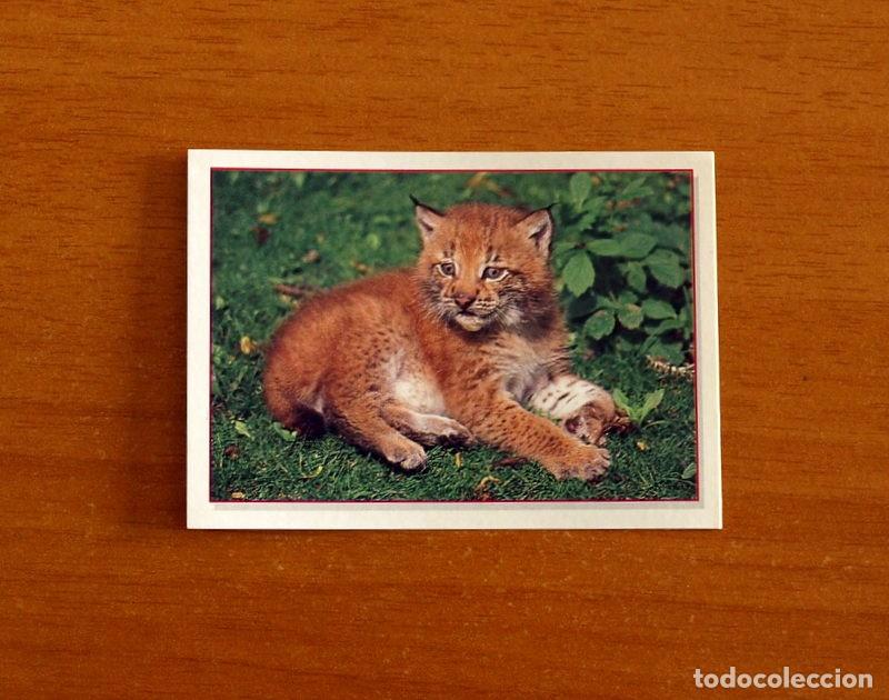 Coleccionismo Cromos antiguos: Cachorros - Baby Animals - N&ordm; 116 - Editorial Panini A&ntilde;o 1997 - Cromo Adhesivo Nunca Pegado