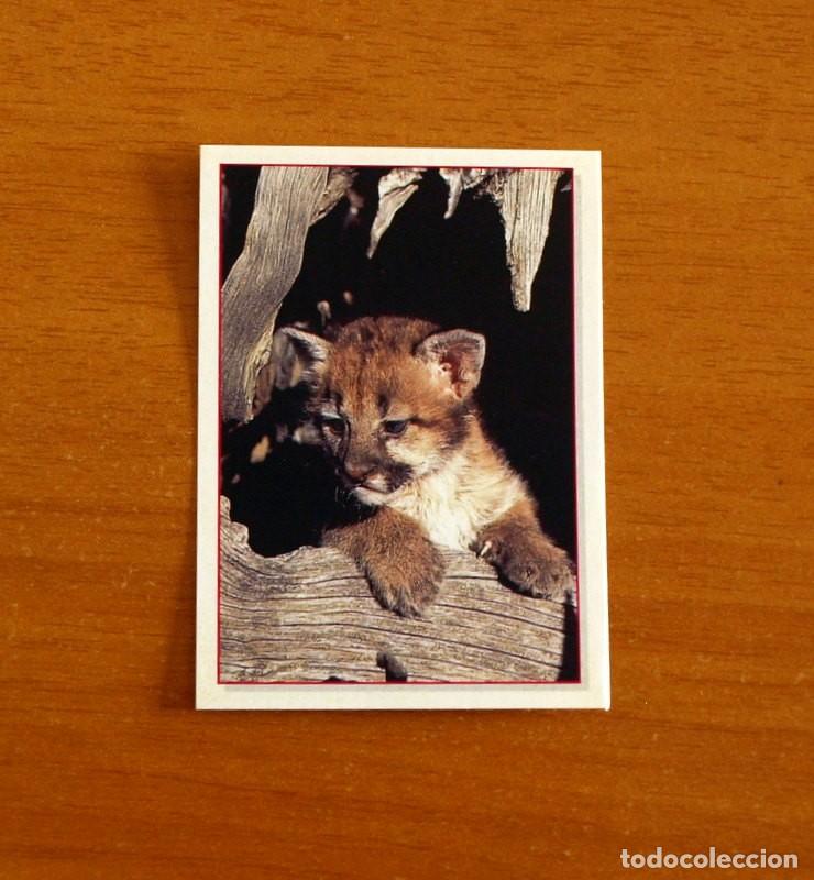Coleccionismo Cromos antiguos: Cachorros - Baby Animals - N&ordm; 117 - Editorial Panini A&ntilde;o 1997 - Cromo Adhesivo Nunca Pegado