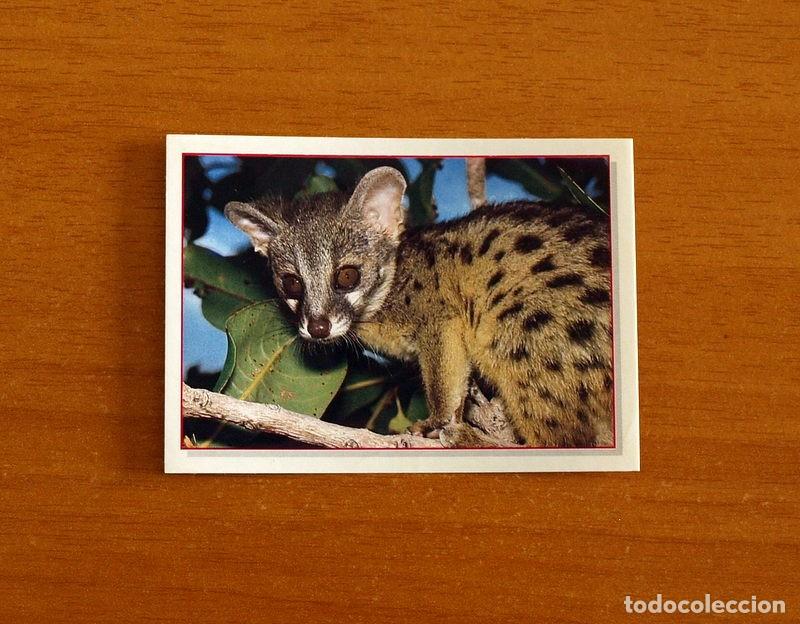 Coleccionismo Cromos antiguos: Cachorros - Baby Animals - N&ordm; 118 - Editorial Panini A&ntilde;o 1997 - Cromo Adhesivo Nunca Pegado
