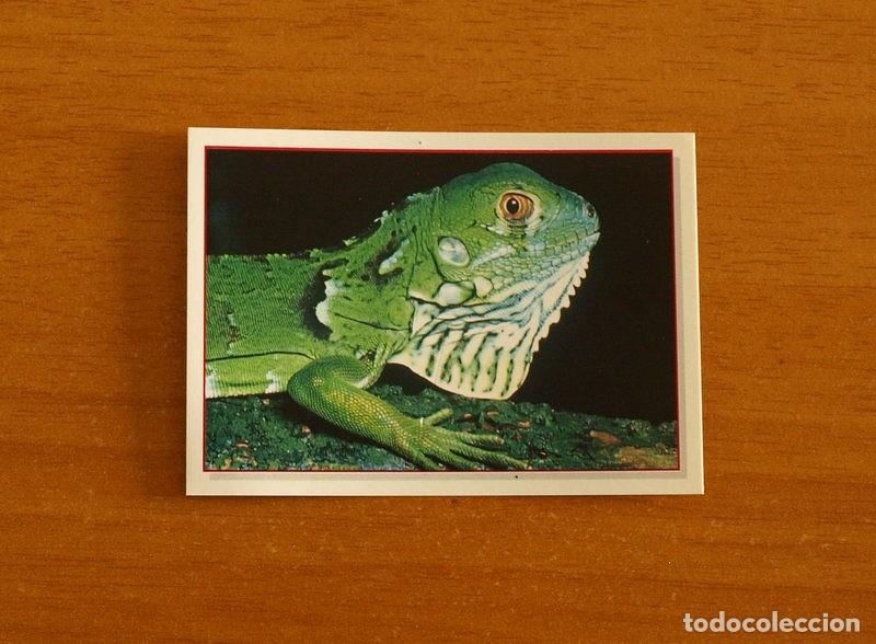 Coleccionismo Cromos antiguos: Cachorros - Baby Animals - N&ordm; 124 - Editorial Panini A&ntilde;o 1997 - Cromo Adhesivo Nunca Pegado